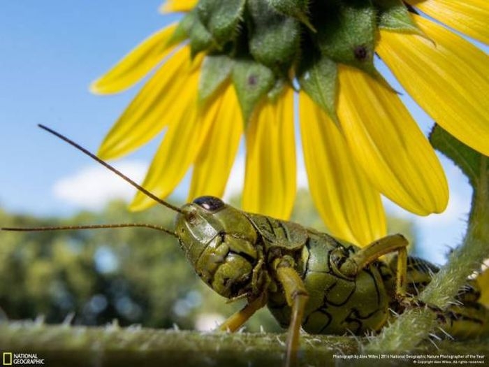    National Geographic Nature Photographer 2016