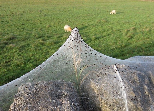 Тысячи пауков оплели паутиной британскую ферму