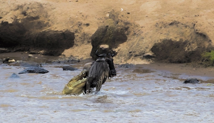 Антилопе посчастливилось вырваться из пасти крокодила