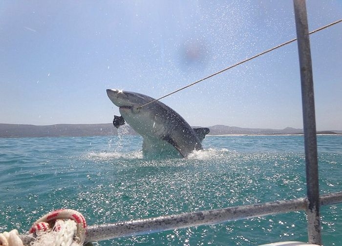 Встреча туристов с большой белой акулой в ЮАР
