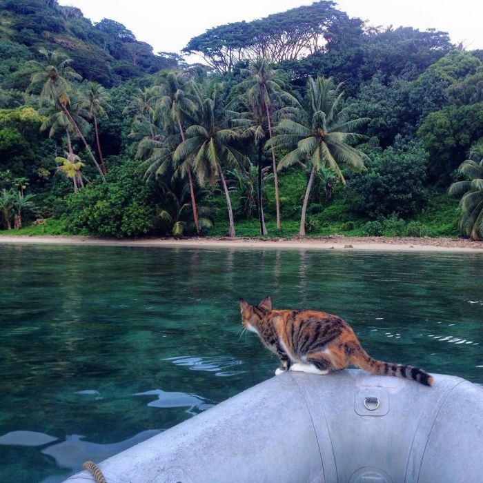 Американка путешествует на лодке с кошкой