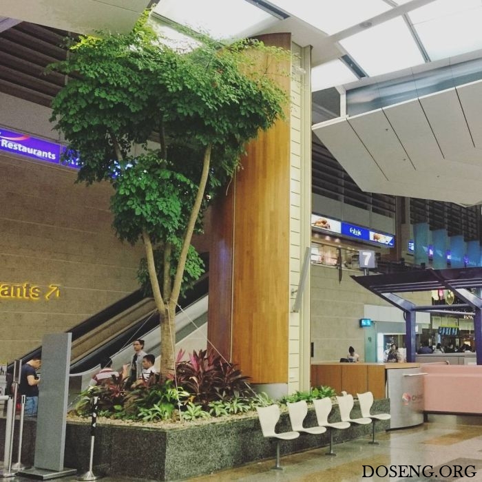 Аэропорт Чанги в Сингапуре - лучший аэропорт в мире