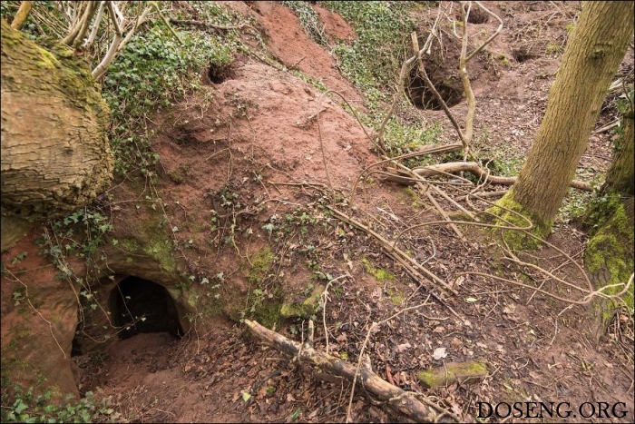 Кроличья нора 700 лет скрывала за собой вход в пещеру тамплиеров