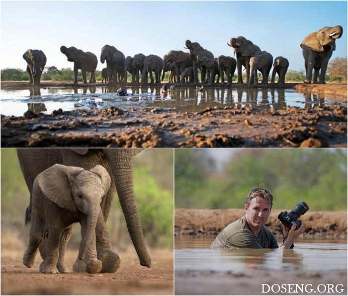 Фотограф погружается в грязную лужу, чтобы снять слонов на водопое