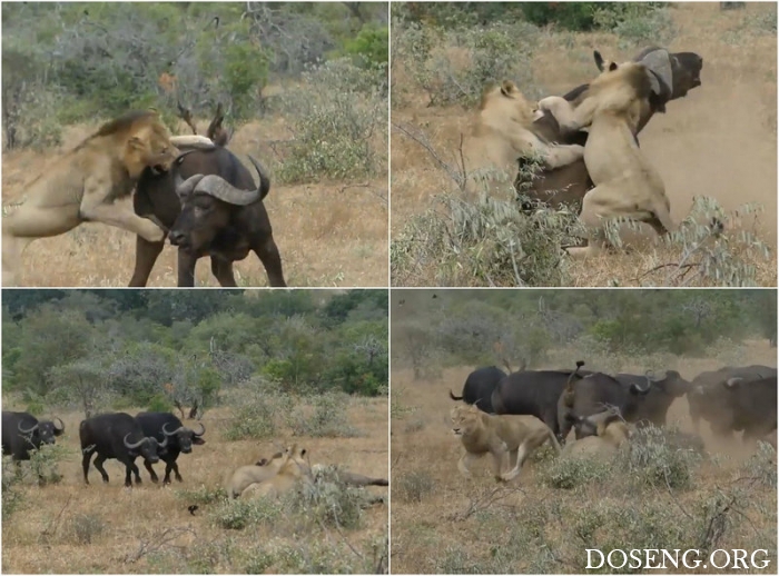 Львы напали на буйвола, но стадо не бросило товарища в беде