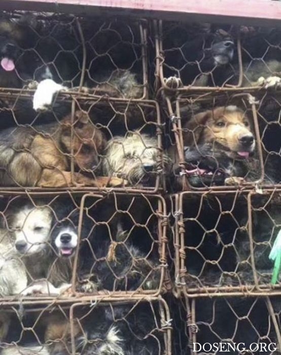 В Китае спасли 1000 собак, которых везли на убой