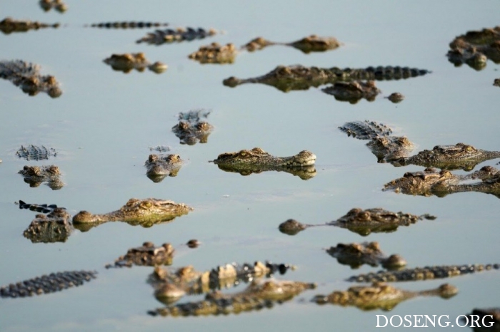 Тайские фермы по выращиванию крокодилов