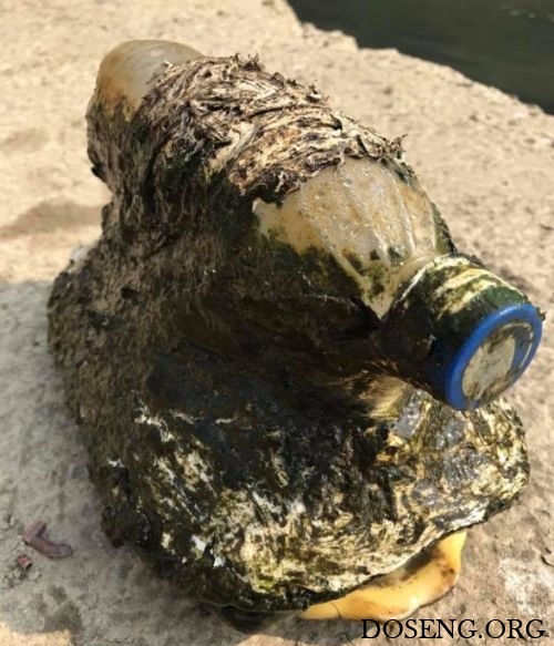 Рыбак обнаружил странную бутылку, оказавшуюся тяжелой ношей для черепахи