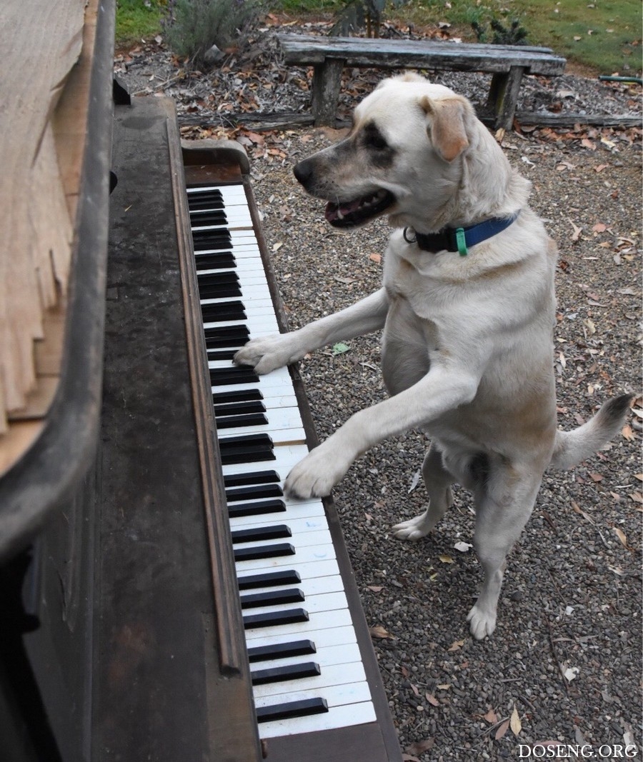 Видео собачка песня. Собачий вальс Шопен. Собака и фортепиано. Собака на пианино. Собачий вальс собака.