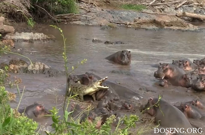 Бегемоты едва не разорвали крокодила, который пытался съесть их теленка