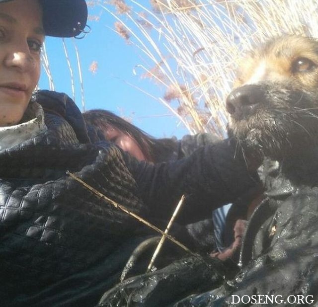 Жительницы Приморья спасли застрявшую в болоте собаку