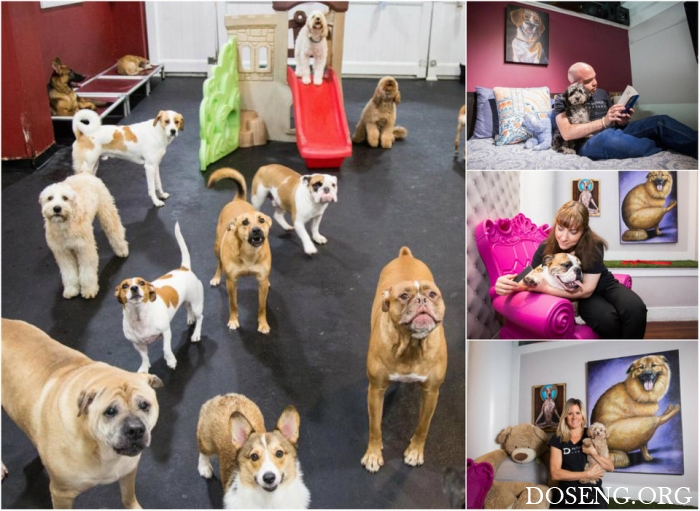 Педикюр, двуспальные кровати и 24-часовой уход роскошный отель для собак в Нью-Йорке