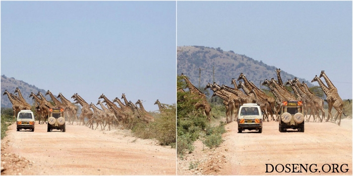 Редкое зрелище: 30 жирафов переходят дорогу