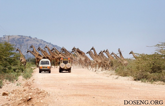 Редкое зрелище: 30 жирафов переходят дорогу