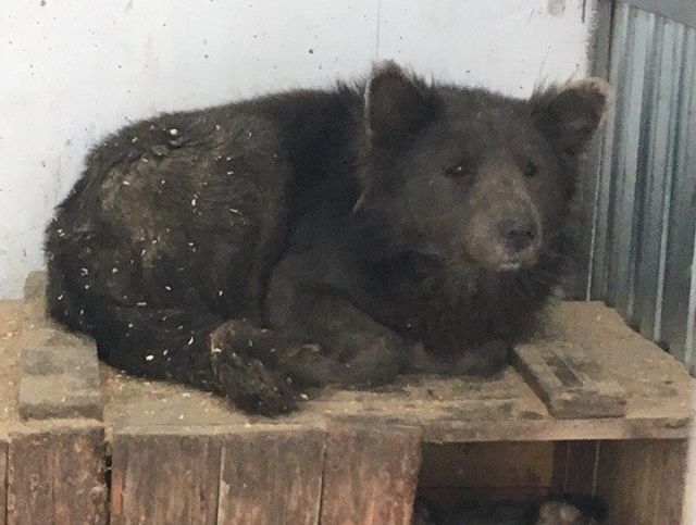 В Челябинске появилась «медвебака»