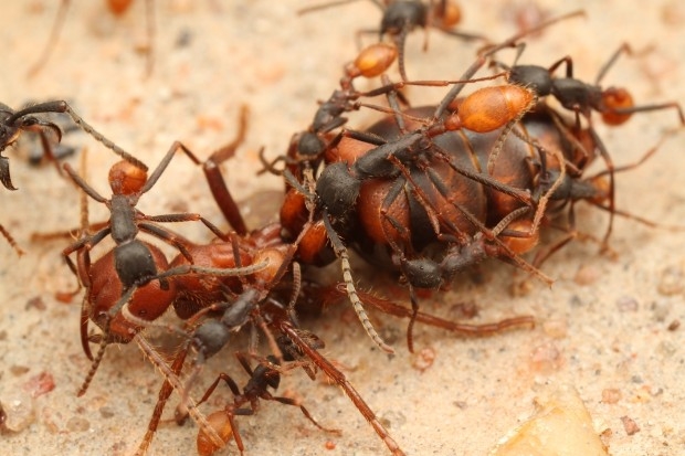 Царица муравьёв способна прожить 20-30 лет