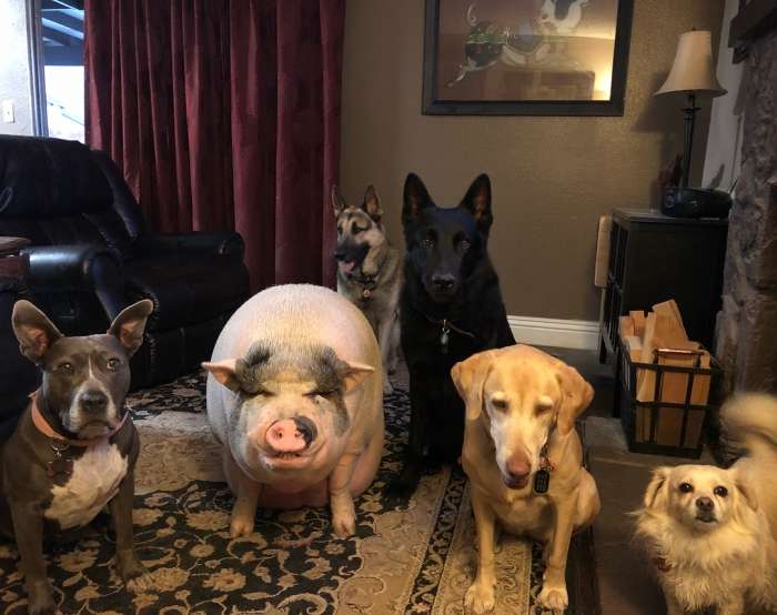 Пять собак и свинья живут в доме американки