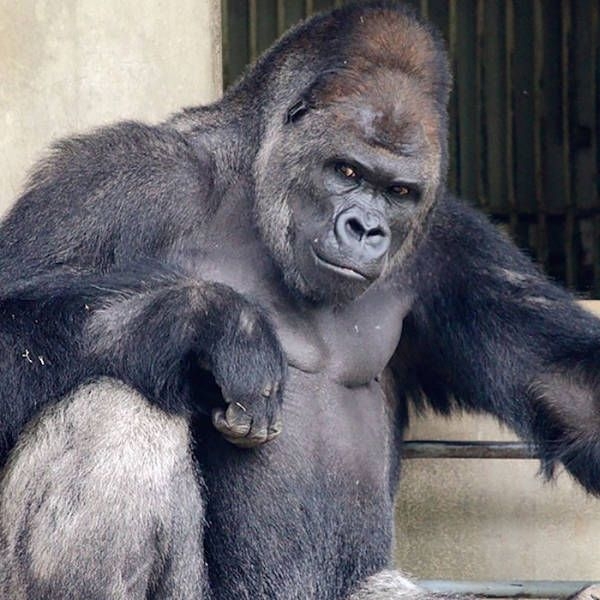 В японском зоопарке живет невероятно красивый самец гориллы