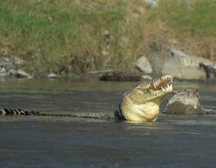 Крокодил минимум два года живет с покрышкой на шее