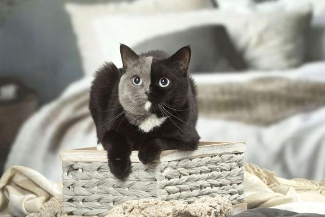 Двуликий кот Нарния – чудо кошачьего мира