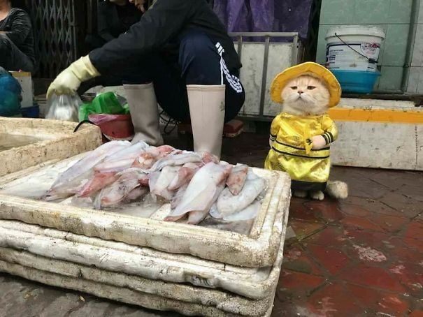 Потрясный уличный торговец - стильный кот по кличке Собака