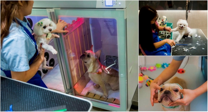 Жизнь собак в Гонконге