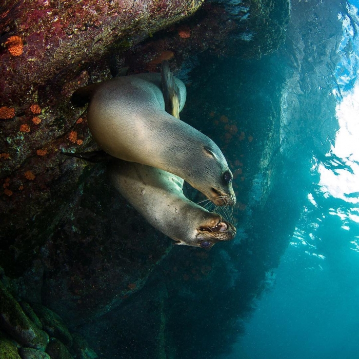 Захватывающие подводные фотографии Нади Али