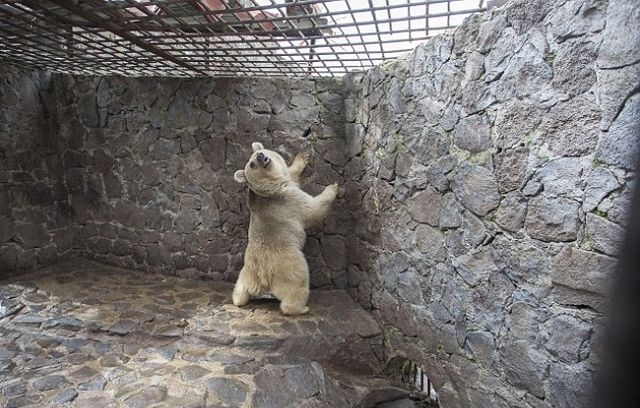 В Армении спасли медведицу, которая прожила всю жизнь в тесной клетке