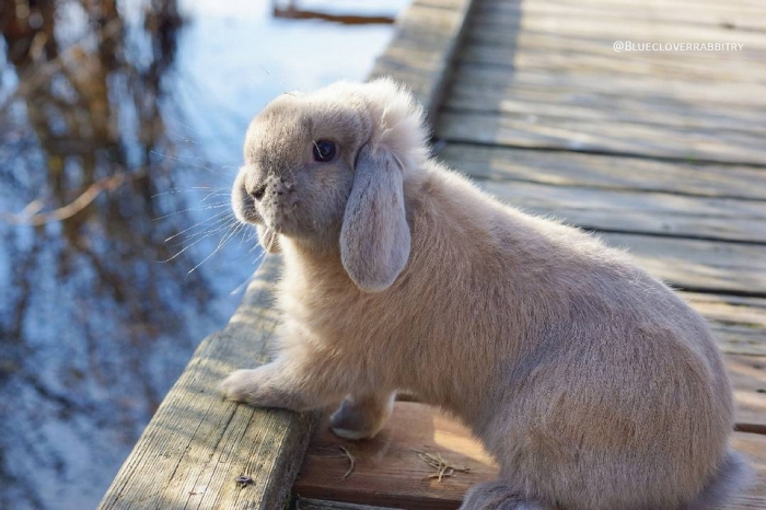 «Blue Clover Rabbitry» — рай для любителей кроликов