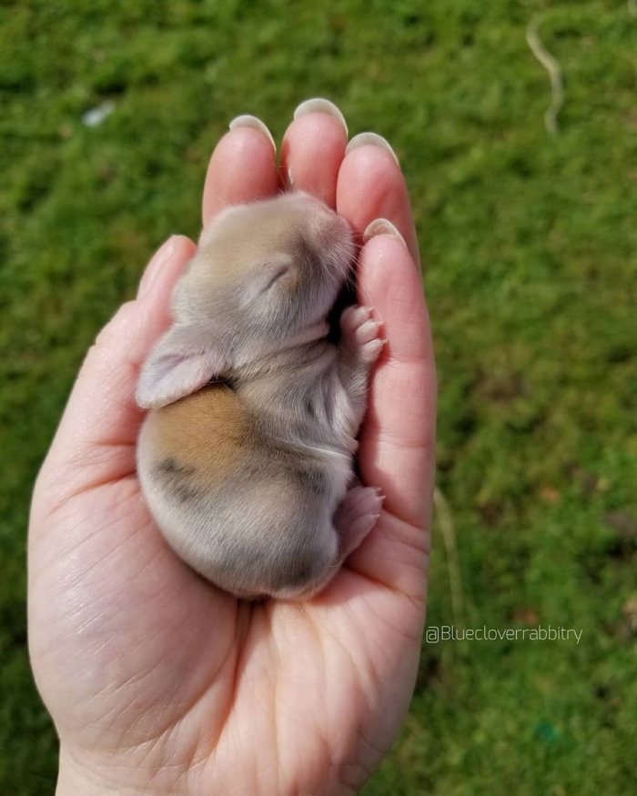 Blue Clover Rabbitry     