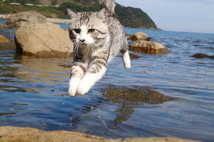 Фотогеничная кошка из Японии Ньянкичи