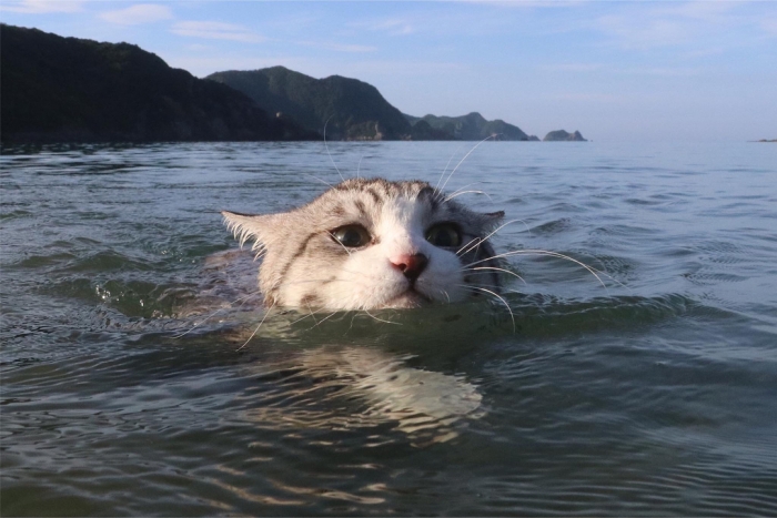 Фотогеничная кошка из Японии Ньянкичи