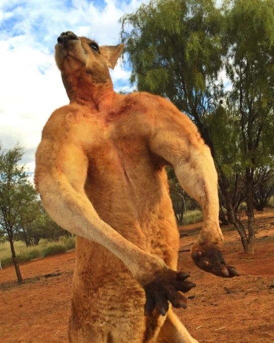 Мощный кенгуру из австралийского заповедника держит в страхе смотрителей (