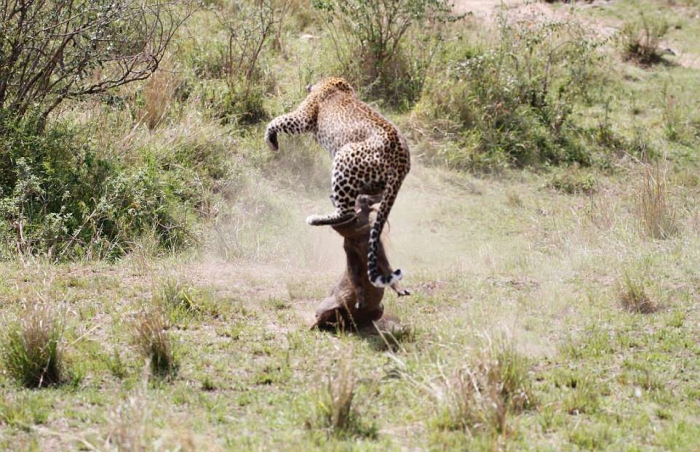 Охота леопарда на бородавочника