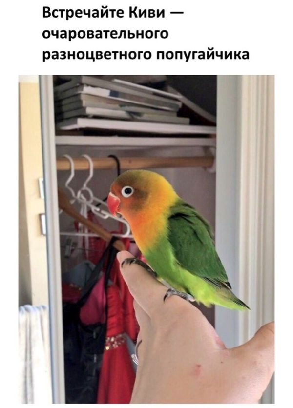 История любви двух попугаев