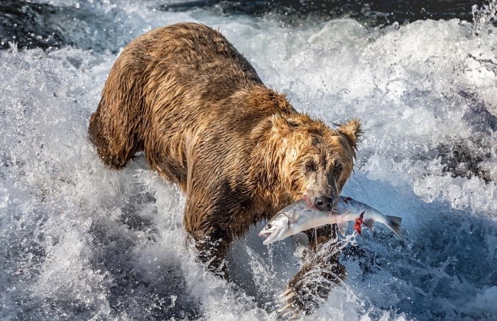 Мишки ловят лосося на Аляске