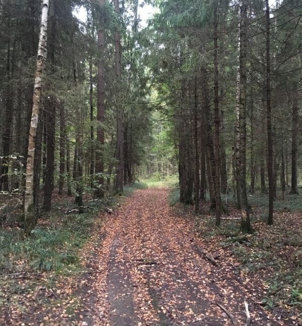 Будьте бдительны, гуляя по лесу
