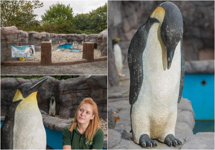 Британский зоопарк заселил новый пингвинарий пластиковыми птицами