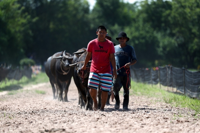 Гонки на буйволах в Таиланде