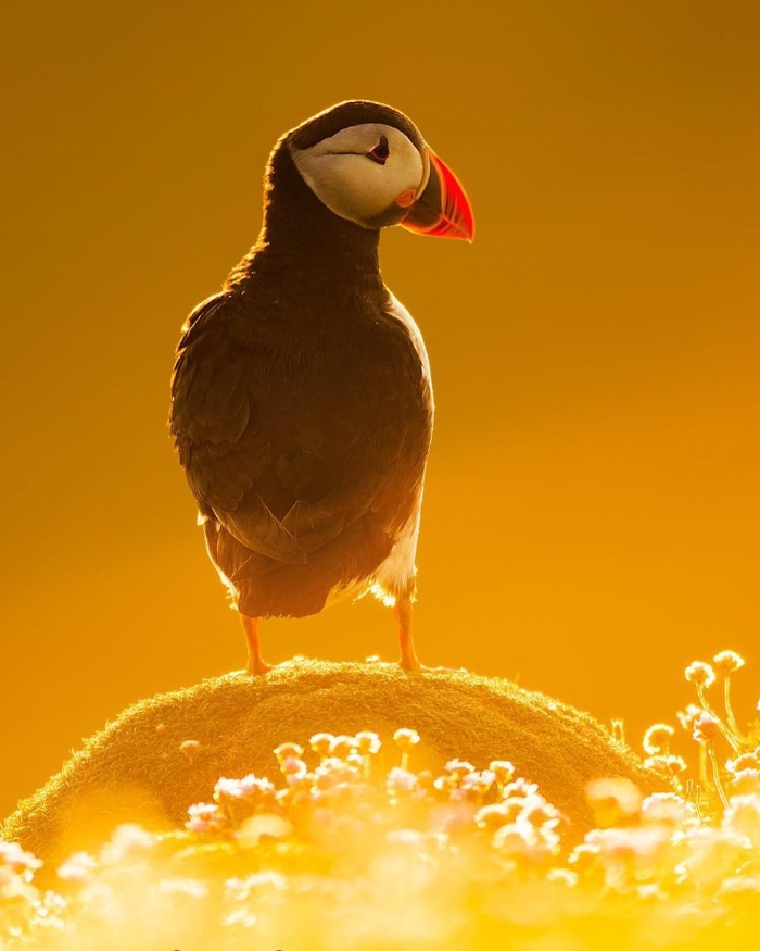 Замечательные снимки птиц Сунила Гопалана