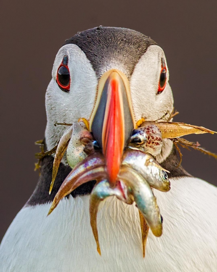 Замечательные снимки птиц Сунила Гопалана