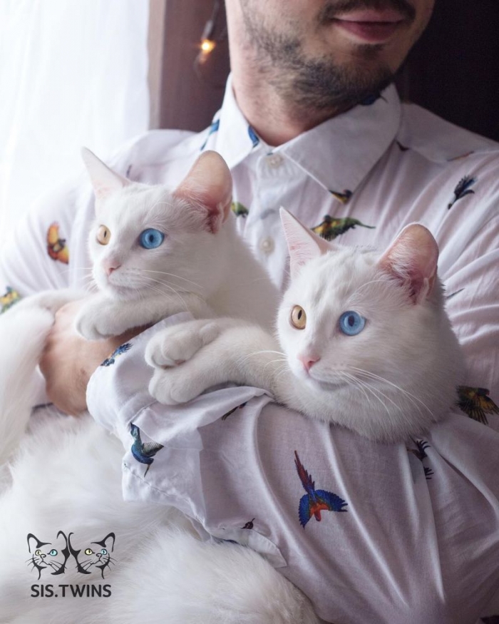 Белоснежные кошки-близнецы с разными глазами
