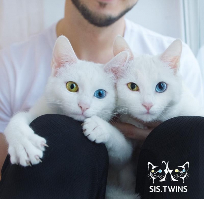 Белоснежные кошки-близнецы с разными глазами