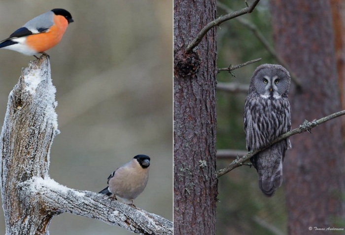 Томас Андерссон снимает красивых птиц Швеции