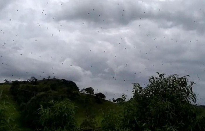 Дождь из пауков в Бразилии