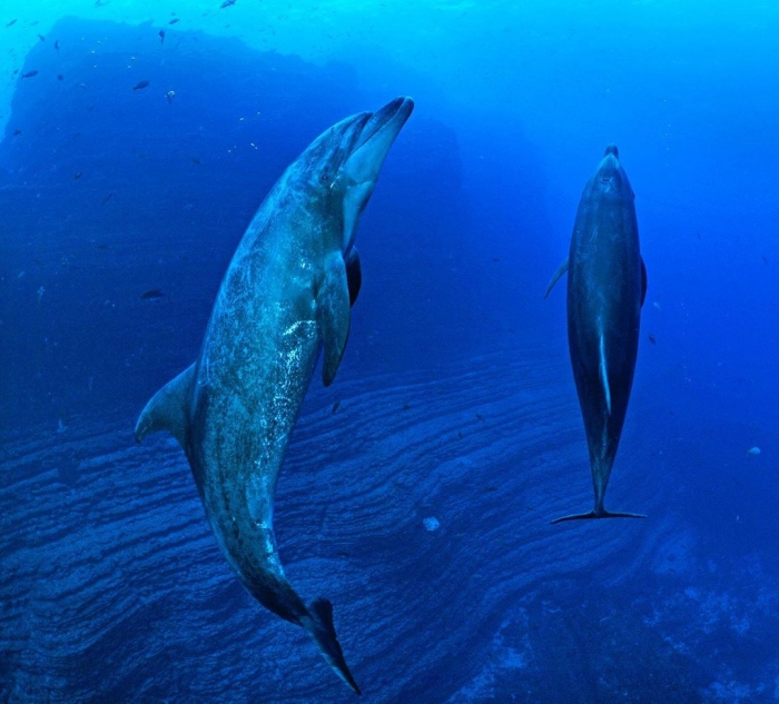 Красивая природа и подводные снимки Томаса Пескака