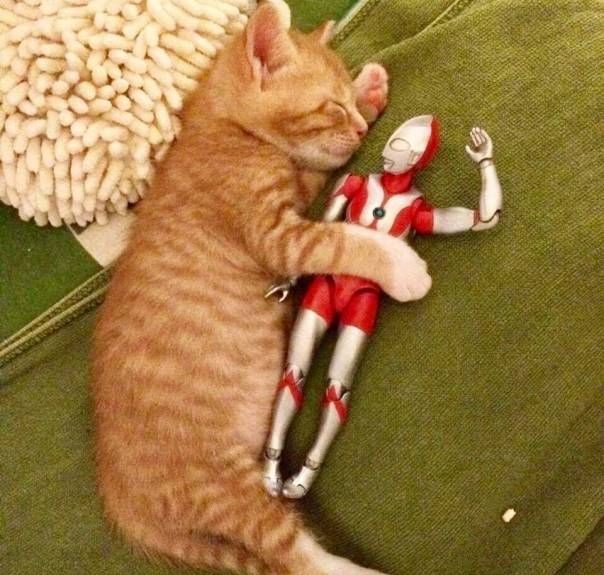 Котенок, фигурка Ультрамена - и можно косить бабки в Инстаграм