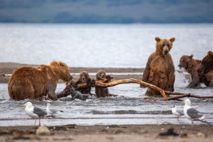 Агрессивный самец решил напасть на медвежат, и на защиту встала их мать