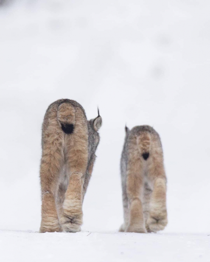 Канадская рысь - редкое животное с огромными лапами