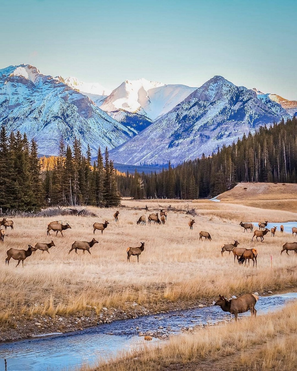 Национальный парк Денали Аляска животные
